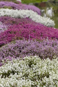 Heather Collection - Pack Of 12 - Winter Hardy Evergreen Plants In Bud 9 Heather Collection - Pack Of 12 - Winter Hardy Evergreen Plants In Bud -Plant Garden World 9634FC6135A1A8A3FD6D47660DFC8DB8