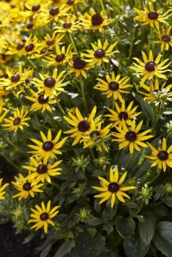 Rudbeckia Fulgida Little Goldstar - Black Eyed Susan 6 Rudbeckia Fulgida Little Goldstar - Black Eyed Susan -Plant Garden World 973B61C3952349BBA55C430742D66BFA
