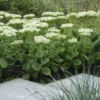 Sedum Iceberg - Stardust Sedum