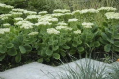 Sedum Iceberg - Stardust Sedum