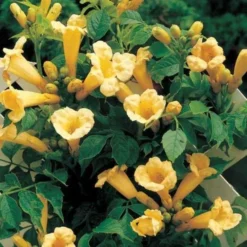 Campsis Golden Trumpet - Yellow Trumpet Vine -Plant Garden World 99B89BA86CFC7018652D0A60B9C6A337