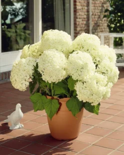 Hydrangea Annabelle - Pack Of THREE Large Flowered Hydrangea Plants 10 Hydrangea Annabelle - Pack Of THREE Large Flowered Hydrangea Plants -Plant Garden World 9C0DE31A91F3DDF194AC32D4E16CDEAA