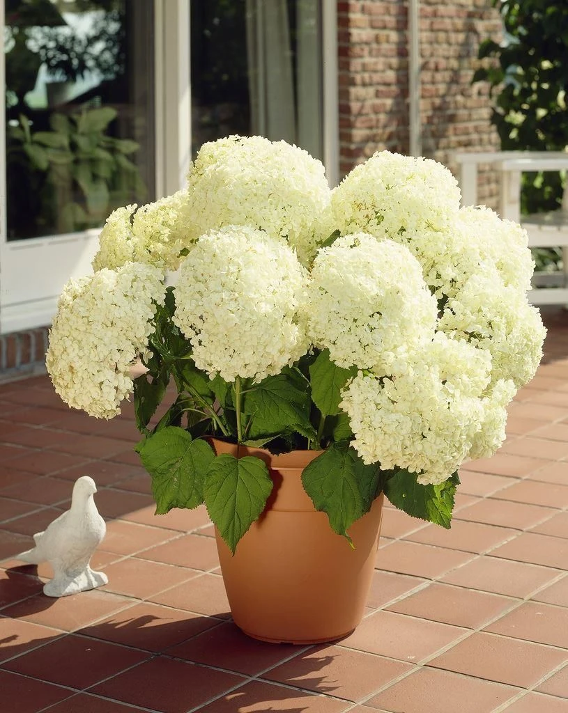 Hydrangea Annabelle - Pack Of THREE Large Flowered Hydrangea Plants 4 Hydrangea Annabelle - Pack Of THREE Large Flowered Hydrangea Plants - Image 4