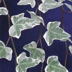 Hedera Helix Glacier - Variegated Common Ivy