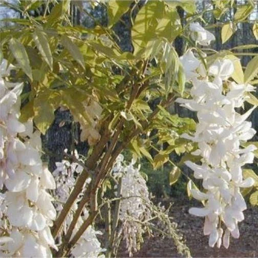 Wisteria Alba - White 1 Wisteria Alba - White