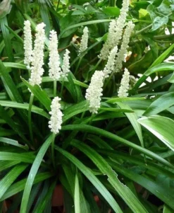 Liriope Muscari Alba - White Lily Turf