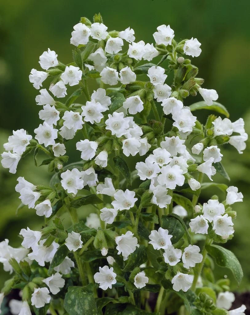 Pulmonaria Sissinghurst White - Lungwort 2 Pulmonaria Sissinghurst White - Lungwort - Image 2