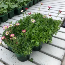 Saxifraga Mossy PINK - Cushion Saxifrage Plants - Pack Of SIX -Plant Garden World 9cm jumbo 6pk saxifraga saxifrage2