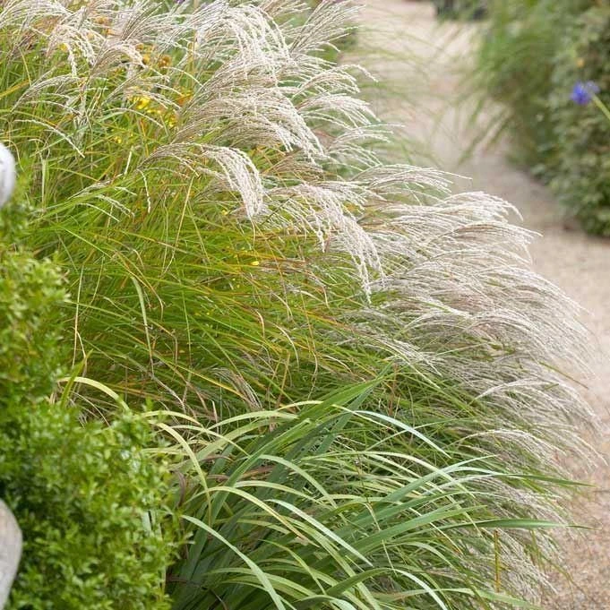 Miscanthus Sinensis Kleine Fontaine 1 Miscanthus Sinensis Kleine Fontaine