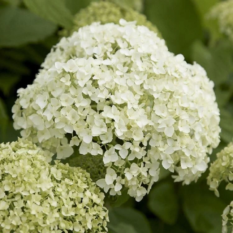 Hydrangea Annabelle - Pack Of THREE Large Flowered Hydrangea Plants 1 Hydrangea Annabelle - Pack Of THREE Large Flowered Hydrangea Plants