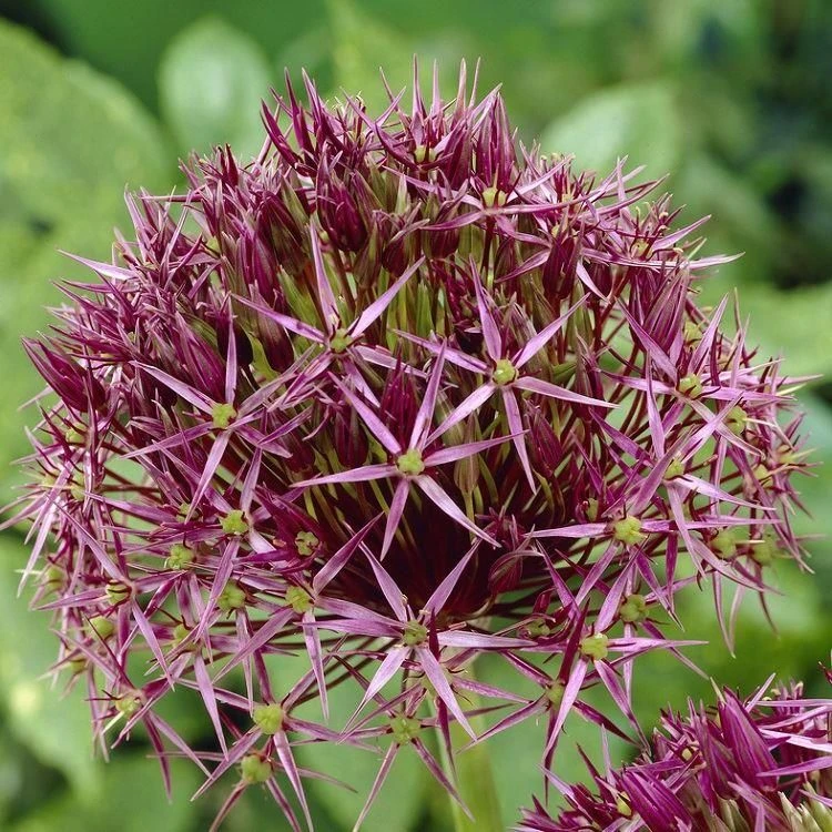 Allium Christophii - Star Of Persia - Pack Of 40 Bulbs 4 Allium Christophii - Star Of Persia - Pack Of 40 Bulbs - Image 4