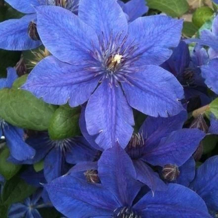 Clematis Mon Amour - Vivid Violet-Blue Clematis 1 Clematis Mon Amour - Vivid Violet-Blue Clematis