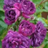Rose Bleu Magenta - Climbing Rose Blue Magenta