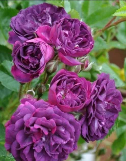Large 6-7ft Specimen Climbing Rose Blue Magenta