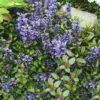 Ajuga Reptans 'Chocolate Chip' - Bugle
