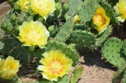 Opuntia Humifusa - Hardy Cactus