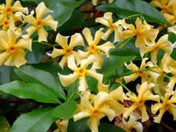 Trachelospermum Jasminoides Star Of Tuscany - Yellow Wings Star Jasmin - Rhyncospermum - Circa 150-180cms -Plant Garden World AD9A0B3C5323D9450B1CA93E99FE0531 1