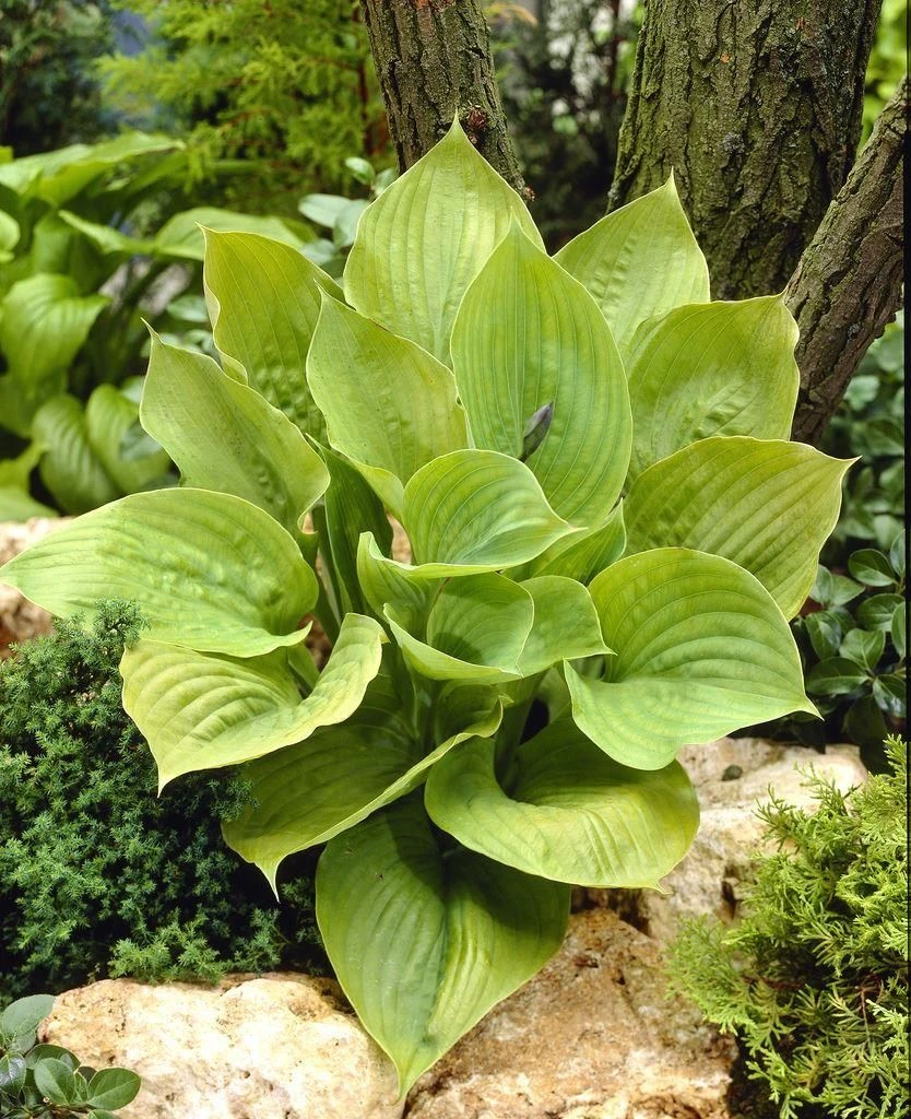 Hosta 'Sum And Substance'