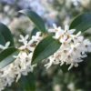 Osmanthus X Burkwoodii - Evergreen Shrub - LARGE SPECIMEN