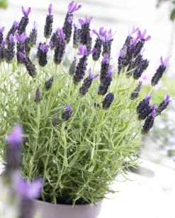 French Lavender - Lavender Stoechas Anouk - Midnight Purple Lavendula - Pack Of FIVE Plants