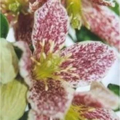 Clematis Cirrhosa Balearica Freckles