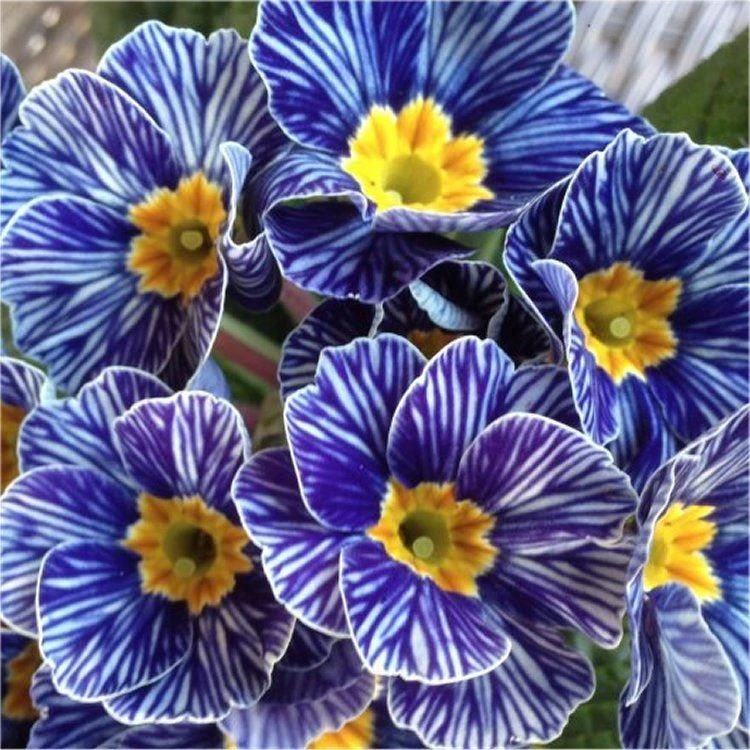 Primrose Blue Zebra - Zebra Blue Primula - Pack Of SIX Plants 4 Primrose Blue Zebra - Zebra Blue Primula - Pack Of SIX Plants - Image 4