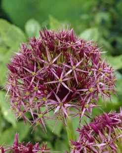 Allium Christophii - Star Of Persia - Pack Of 40 Bulbs 6 Allium Christophii - Star Of Persia - Pack Of 40 Bulbs -Plant Garden World B2E11388671058113503C9C4DE3F8ADA 2