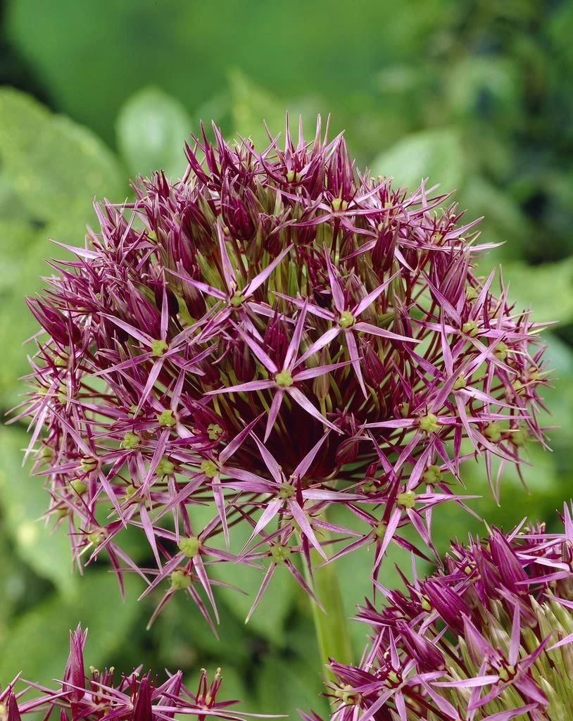 Allium Christophii - Star Of Persia - Pack Of 40 Bulbs 3 Allium Christophii - Star Of Persia - Pack Of 40 Bulbs - Image 3