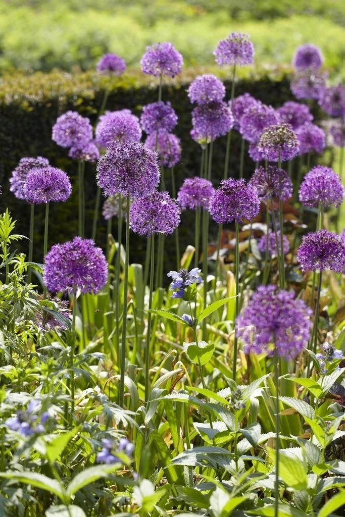Allium Purple Sensation - Ornamental Onion Plant 1 Allium Purple Sensation - Ornamental Onion Plant