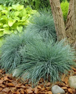 Festuca Glauca Elijah Blue - Fescue - Pack Of THREE -Plant Garden World B63BAD56A4230F120DDA385D443095BC