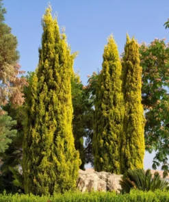 Lemon Scented Monterey Golden Cypress LARGE 100-120cm Gold Totem Tree + -Plant Garden World B6A51C1961AD3AC8E7A59C01D33B3D33