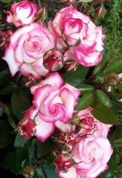 Large 5-6ft Climbin Rose - Rose Handel