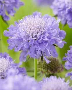 Scabiosa Columbaria Mariposa Blue - Butterfly Blue Pincushion Flower Scabious -Plant Garden World BA512CB00760F39F46E3FF42135ED437