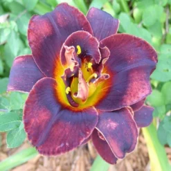 Hemerocallis Voodoo Dancer - Daylily -Plant Garden World BB5AB74ED515ACAAA4761F11BB66CFFE