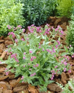 Pulmonaria Raspberry Splash - Lungwort