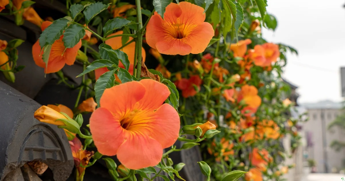 Plant Garden World -Plant Garden World Best Vines and Climbing Plants w