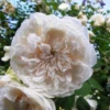 Rose Sombreuil - Climbing Rose