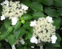 Hydrangea Petiolaris - Climbing Hydrangea - 6-7ft Specimen Climber -Plant Garden World C349902B09A9F6624673C3BDFB61D234 1
