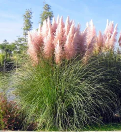 PINK Pampas Grass - Cortaderia Selloana Rosea -Plant Garden World C4952EE6D00B5F707CA841571FA53F46 2