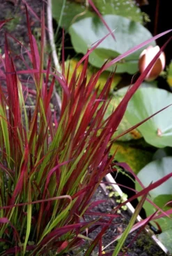Imperata Cylindrica Red Baron - Pack Of THREE Japanese Blood Grasses -Plant Garden World C56CAB542BB6A0ACEBF8C2E98CB7E7BF