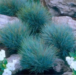 Festuca Glauca Elijah Blue - Fescue - Pack Of THREE -Plant Garden World CAAEA47776F3AB2C2B5A3F877AD9E659