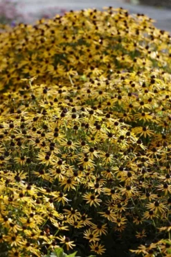 Rudbeckia Fulgida Little Goldstar - Black Eyed Susan 7 Rudbeckia Fulgida Little Goldstar - Black Eyed Susan -Plant Garden World CAD6F38E3815C54AA70E5A23A7B9E4B8