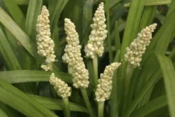 Liriope Muscari Alba - White Lily Turf -Plant Garden World CFBCF97C02D9384A61C5D7ACFFFDCE20