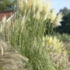 Cortaderia Selloana Sunningdale Silver - Pampas Grass