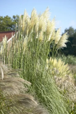 Cortaderia Selloana Sunningdale Silver - Pampas Grass