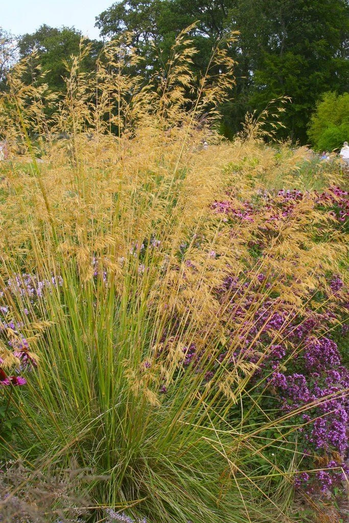 Stipa Gigantea - Golden Oats Grass - Large Plant 3 Stipa Gigantea - Golden Oats Grass - Large Plant - Image 3
