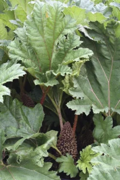 Gunnera Manicata - Giant Chile Rhubarb -Plant Garden World D95169C43965744183096272B47B18E2
