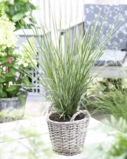 Calamagrostis Acutiflora 'Overdam' - Feather Reed Grass -Plant Garden World DA25BA899383395B1DE917DCCFB5546B