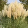 Dwarf Pampas Grass - Cortaderia Selloana Pumila - Large Plant