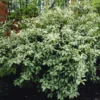 Elaeagnus Ebbingei Compacta - LARGE Circa 100-120cms Tall Bushy Evergreen